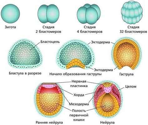 Функции эмбриона 4bb в организме