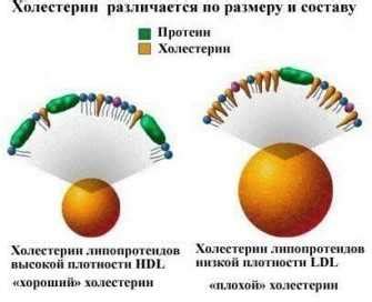 Функции эндогенного холестерина в организме