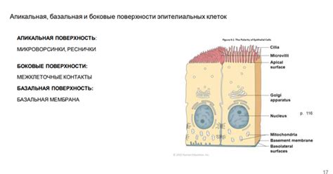 Функции эпителиальных клеток в органах