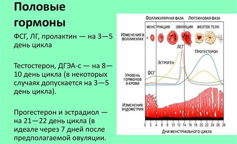 Функции эстрадиола в фолликулярную фазу цикла