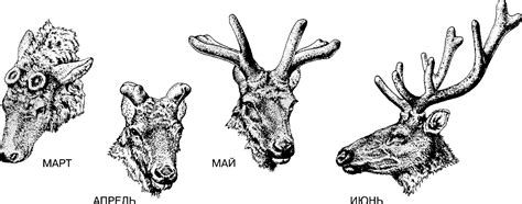 Функциональная роль рогов в жизни оленей