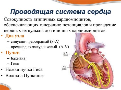 Функциональная способность сердца