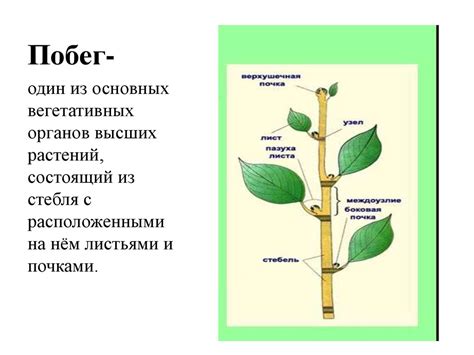 Функциональные особенности вегетативного побега