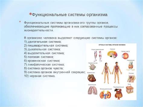 Функциональные системы организма