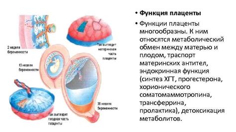 Функция плаценты в организме