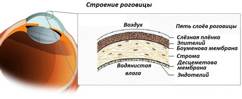 Функция роговицы в глазах