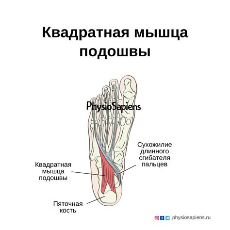 Функция супинации стопы