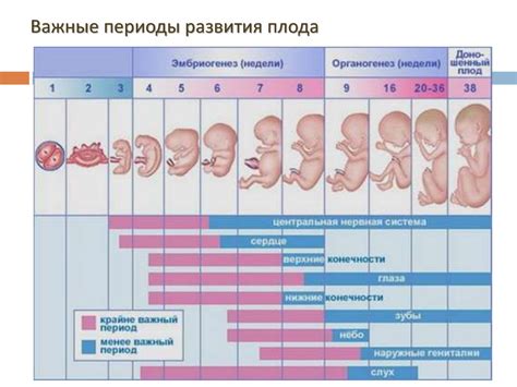 ХГЧ 689 и беременность: интересные факты