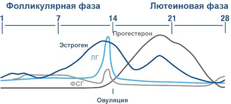 Характеристика фолликулярной фазы