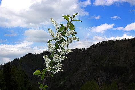 Характеристика черемушек