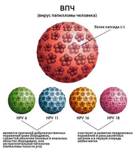 Характеристики вируса папилломы человека у детей