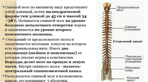 Характеристики и анатомия