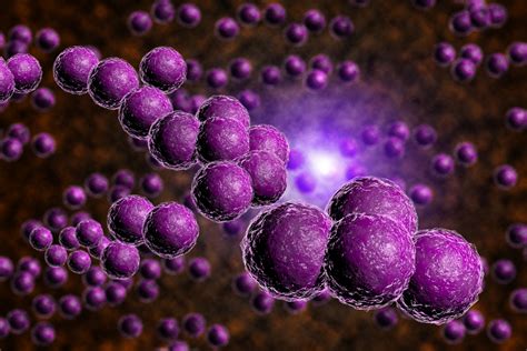 Характеристики и особенности Staphylococcus aureus 10^3