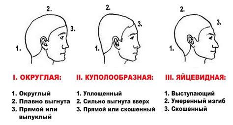 Характеристики лобастой головы