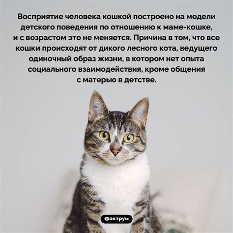 Характеристики социального кота