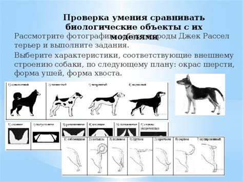 Характеристики тетерева: размер, окрас и оробление