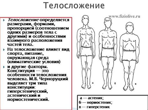 Характеристики эктоморфного телосложения