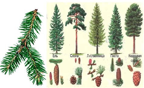 Хвойные породы: виды и разнообразие