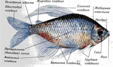 Хвостовой плавник неравнолопастный: что это такое?