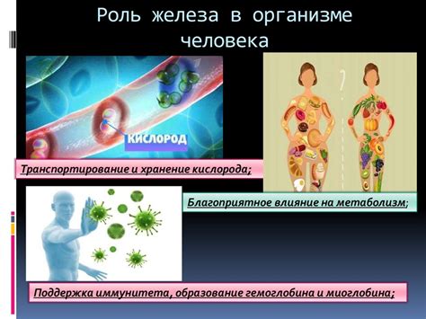 Хелатная форма железа и его роль в организме