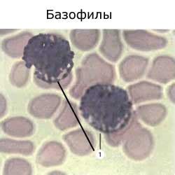 Химические вещества и их влияние на базофилы