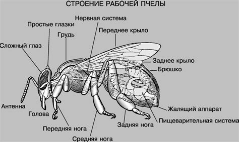 Химические компоненты яда пчелы