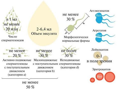 Химический состав спермы и его влияние на организм