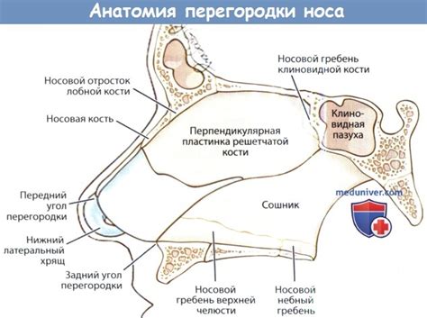 Хирургическое лечение кривой перегородки носа