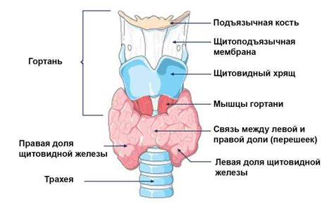 Холодные узлы щитовидной железы и их специфические признаки