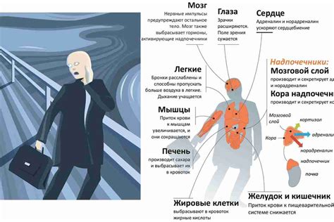 Хронический стресс и психоэмоциональные перегрузки