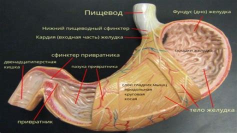 Хрупкая желудочная стенка