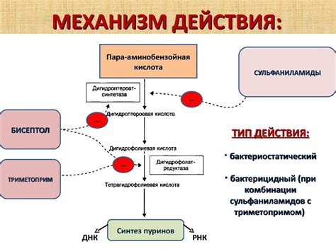 ЦДК минус: механизм действия