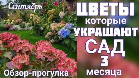 Цветение сада во мгле: символ пути к росту и возрождению