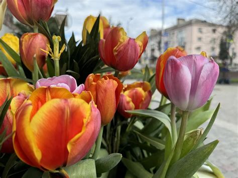 Цветочные сны: загадки символики тюльпанов и ирисов