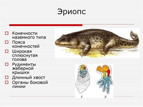 Цикл жизни: происхождение новых форм жизни