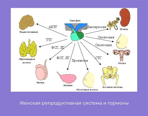 Цинк и половая функция