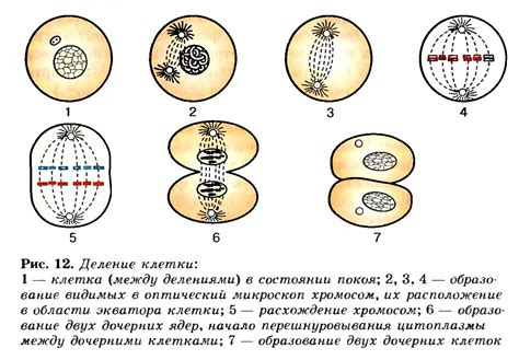 Цитокинез: последний этап прямого деления клетки