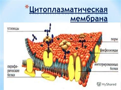 Цитоплазматическая мембрана