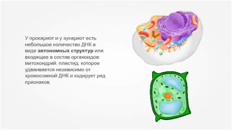 Цитоплазматическая наследственность у эукариот