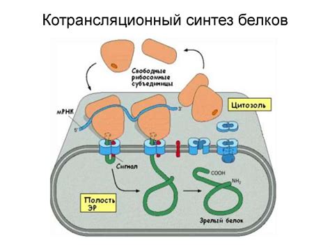 Цитоплазма и органеллы