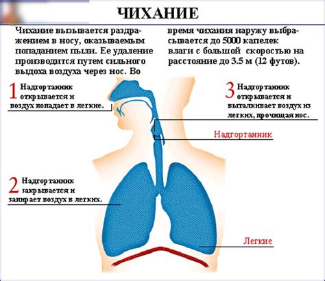 Частое чихание: причины и возможные значения