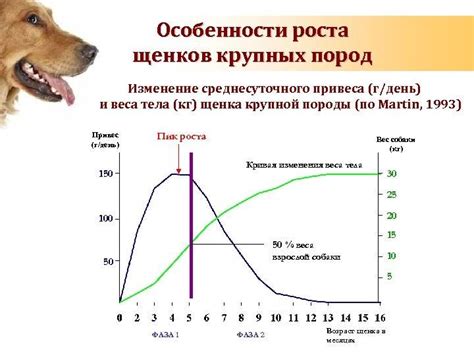 Частота и регулярность течек у собак: какое время между циклами?