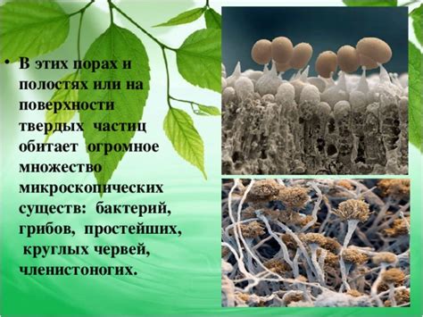 Часто встречающиеся причины появления микроскопических червей в приготовленных и сырых продуктах