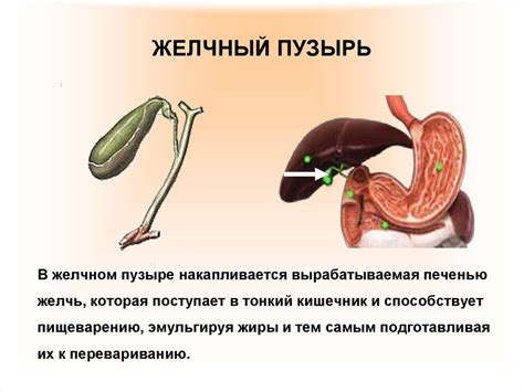 Чего именно можно ожидать от отсутствия желчного пузыря?