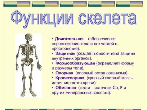 Чему служит защитная функция скелета и почему она необходима?