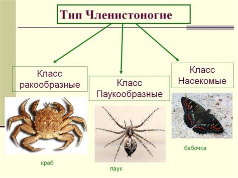 Чем отличаются членистоногие насекомые