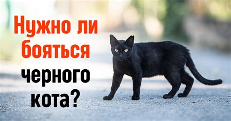 Чем чревата встреча с кошкой: суеверия