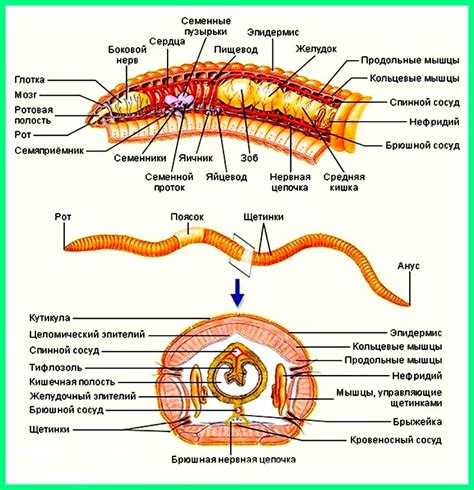 Черви: особенности сегментированного тела