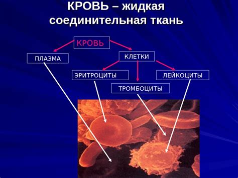 Через кровь и его компоненты