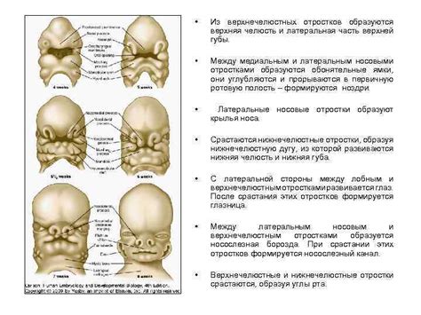 Череп долихоцефалической формы: